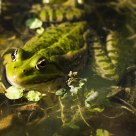 My Froggy Friend
